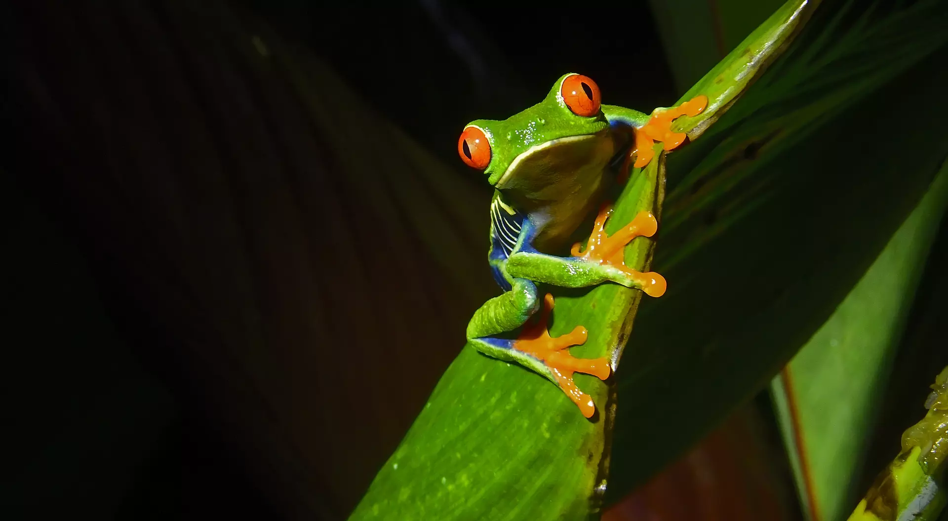 A Red-eyed tree frog at is seen at night on a plant leaf. The red eyed tree frog is very iconic in Central America.