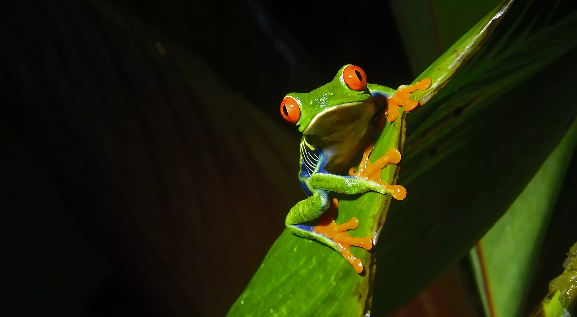 A Red-eyed tree frog at is seen at night on a plant leaf. The red eyed tree frog is very iconic in Central America.