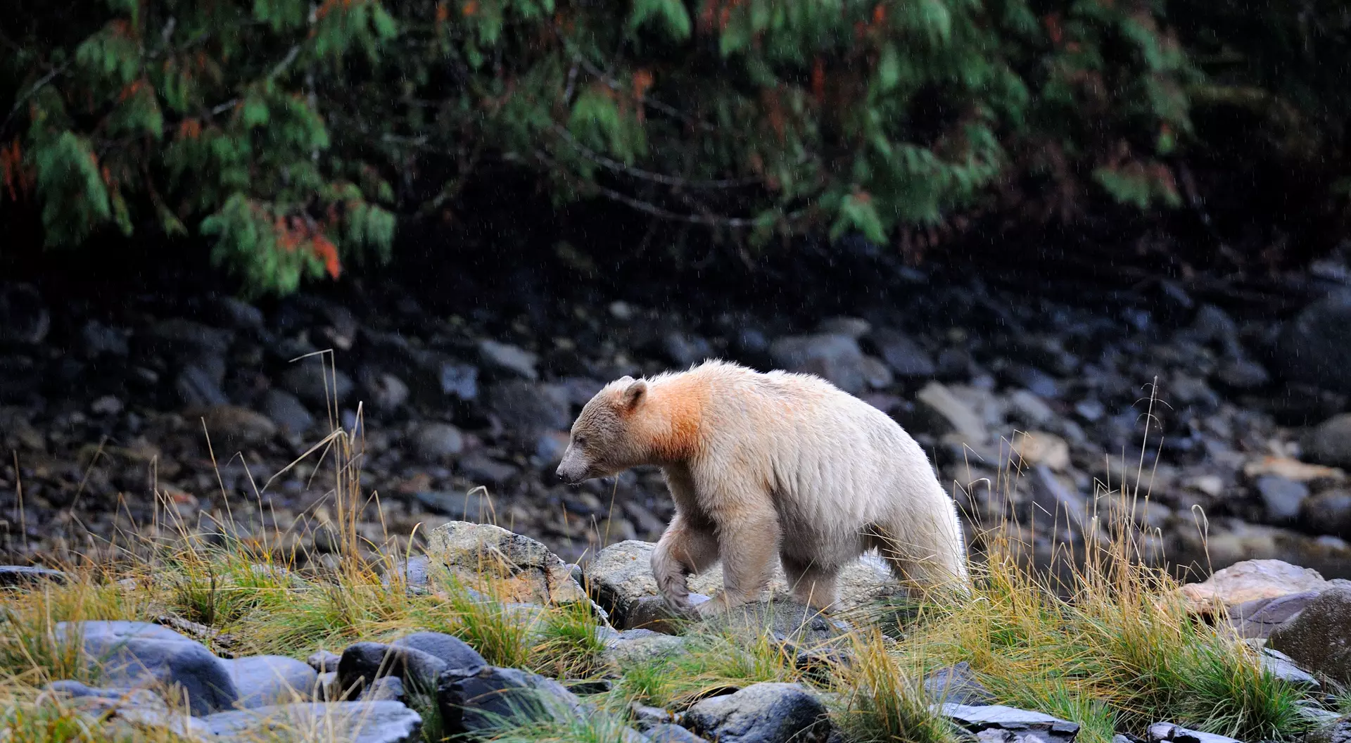 Spirit bear walking in the Great Bear Rainforest, British Columbia