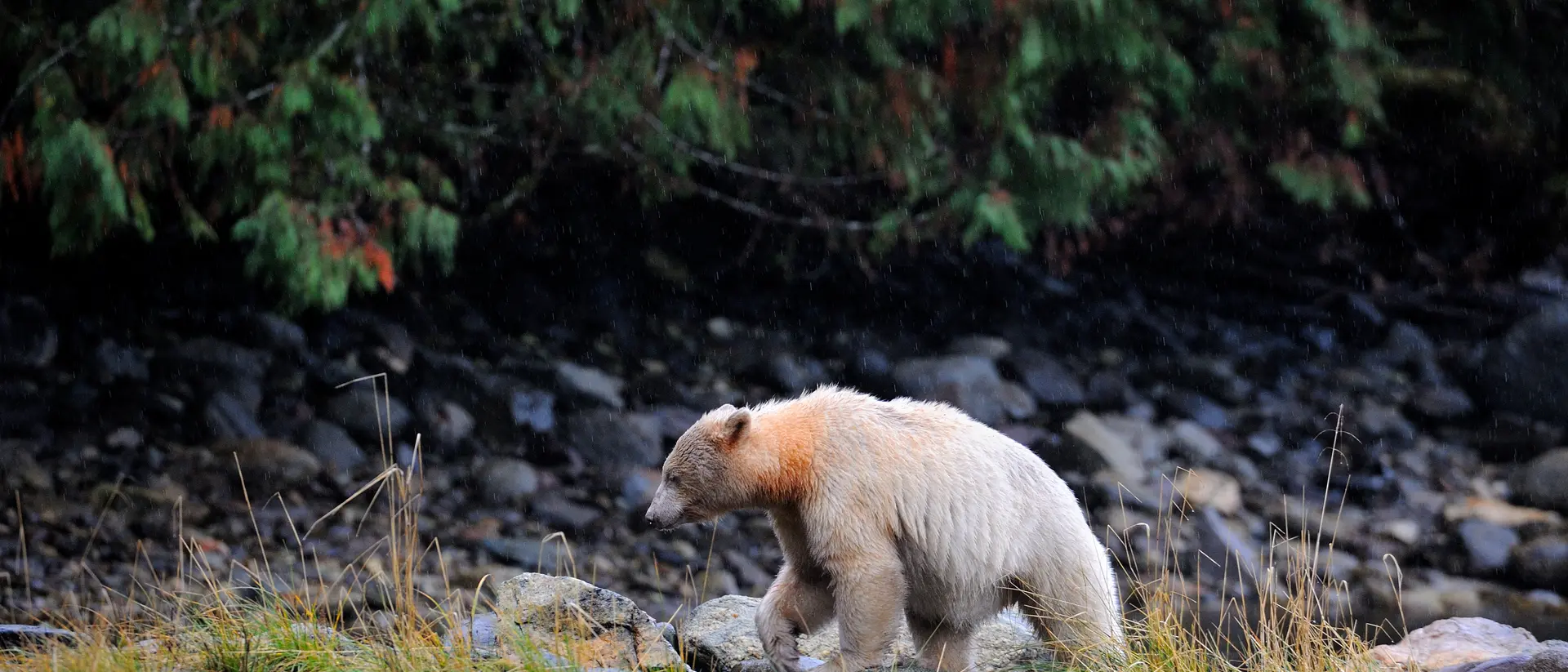 Spirit bear walking in the Great Bear Rainforest, British Columbia