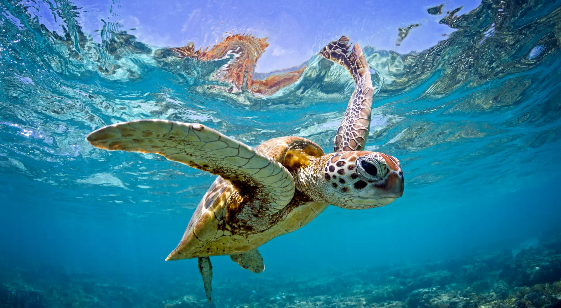 Green sea turtle captured swimming in the shallow waters of the Southern Great Barrier Reef.