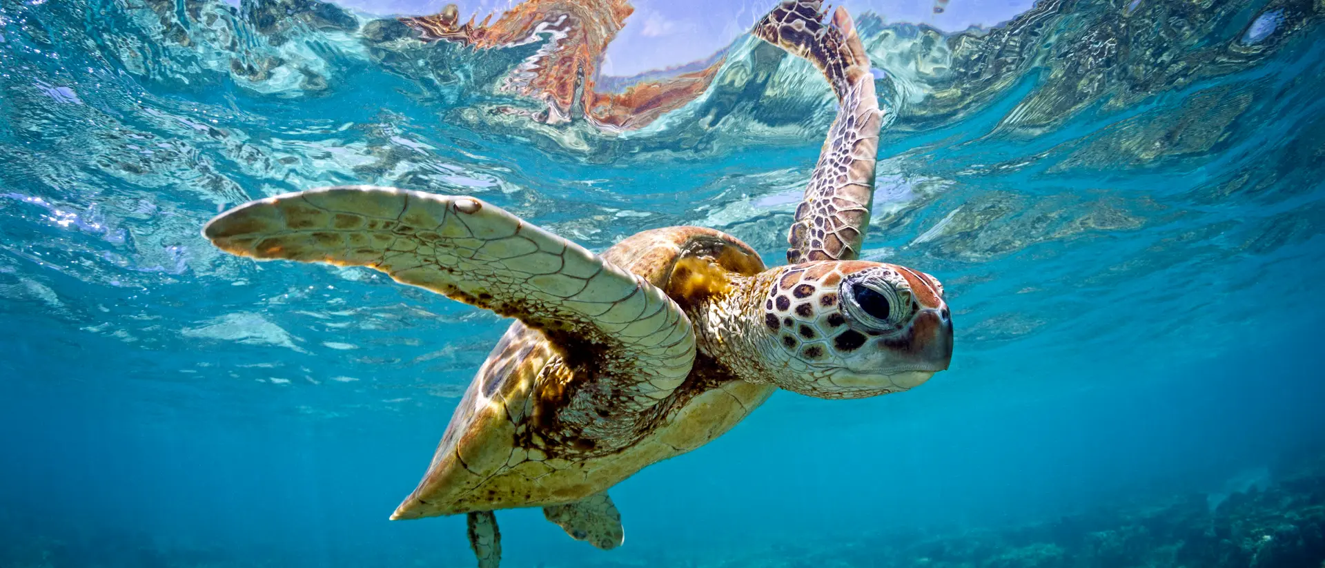 Green sea turtle captured swimming in the shallow waters of the Southern Great Barrier Reef.
