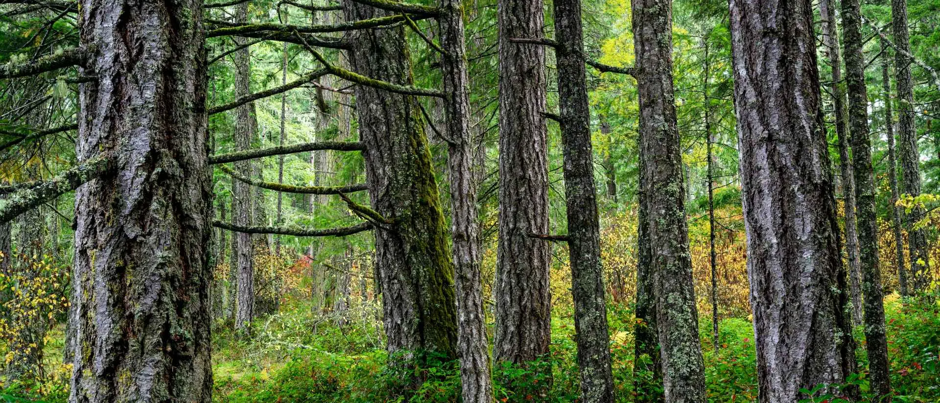 Douglas Fir Trees in Victoria, Vancouver Island