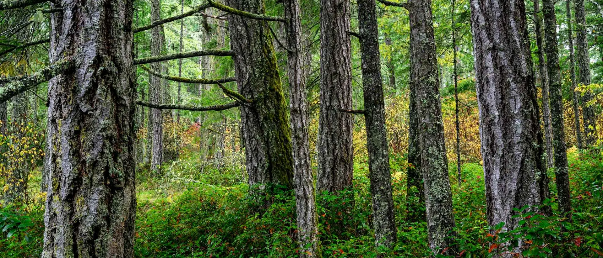 Douglas Fir Trees in Victoria, Vancouver Island