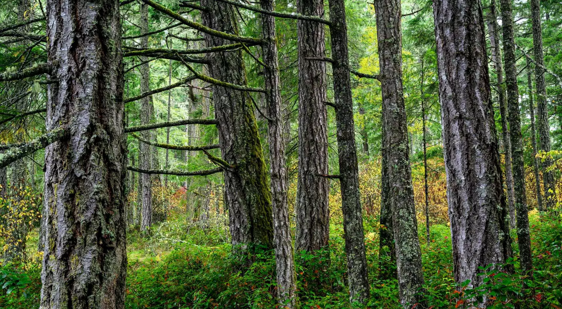 Douglas Fir Trees in Victoria, Vancouver Island
