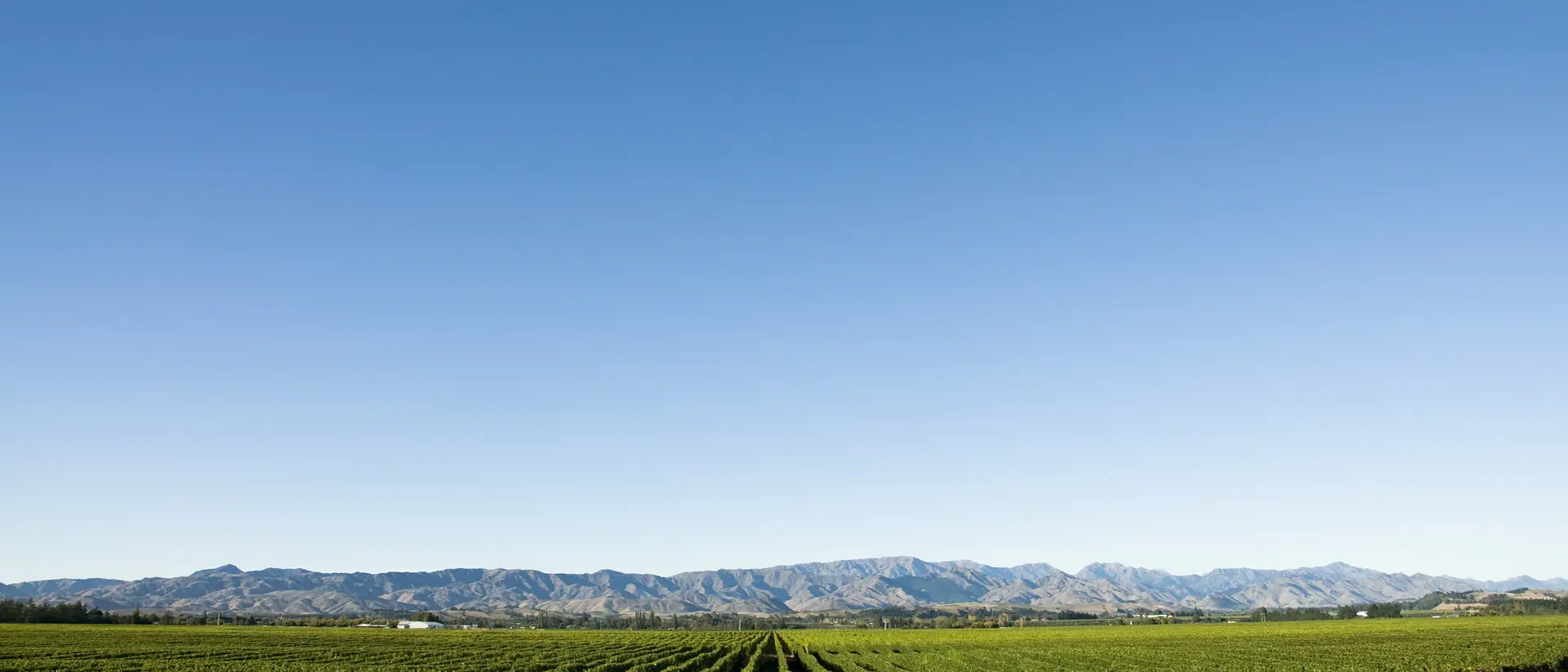 Rows of vines and distant mountains near Blenheim in the Marlborough