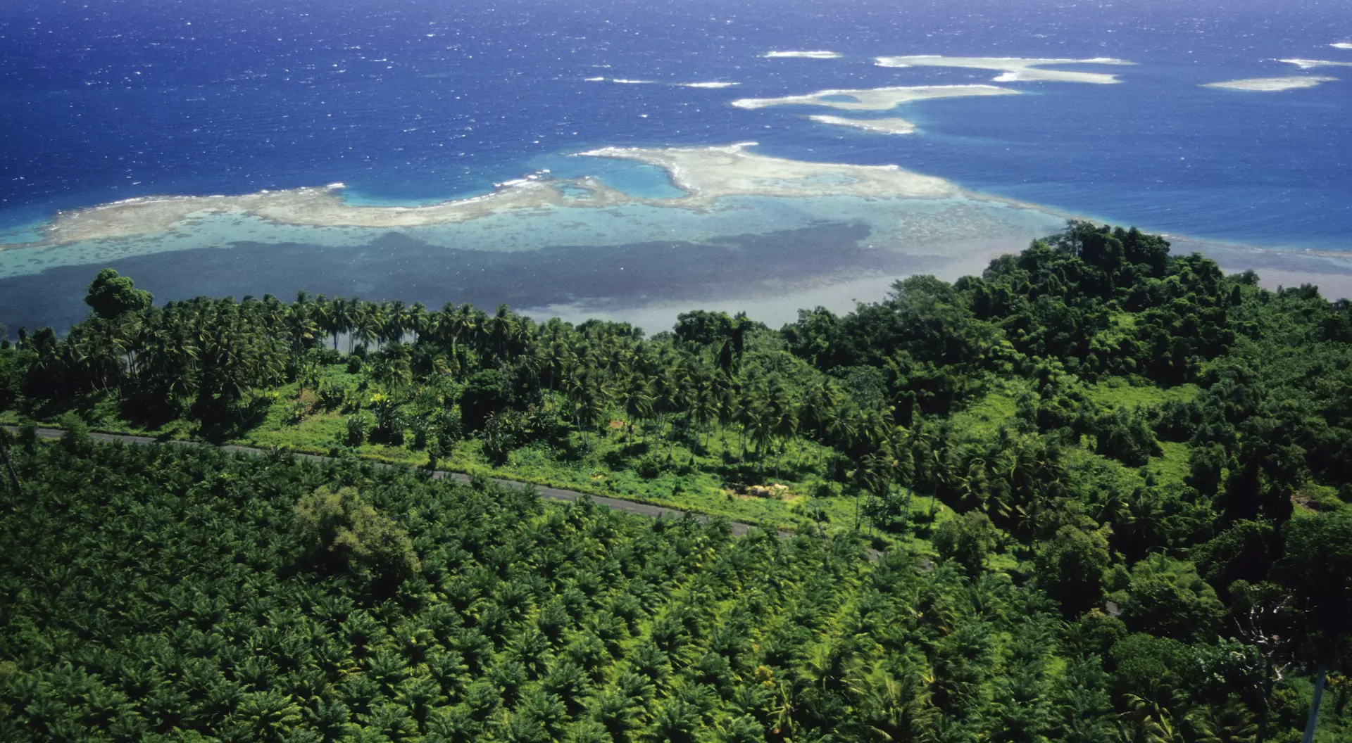 Oil Palm plantation by the sea