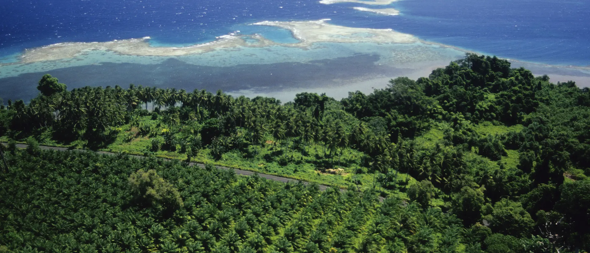 Oil Palm plantation by the sea