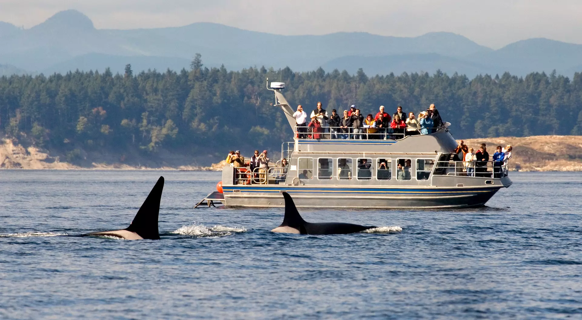 Whale Watching boat tour