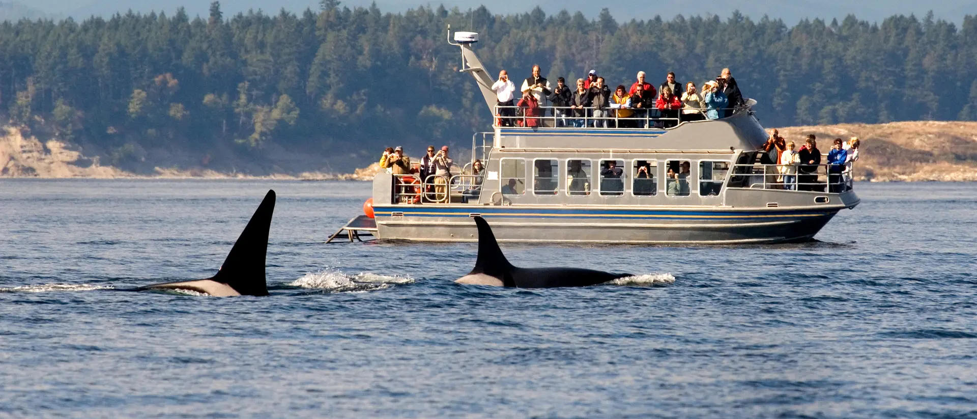 Whale Watching boat tour