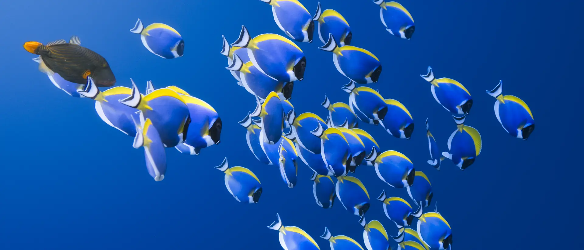 Shoal of powder blue Surgeonfish in the Indian Ocean.