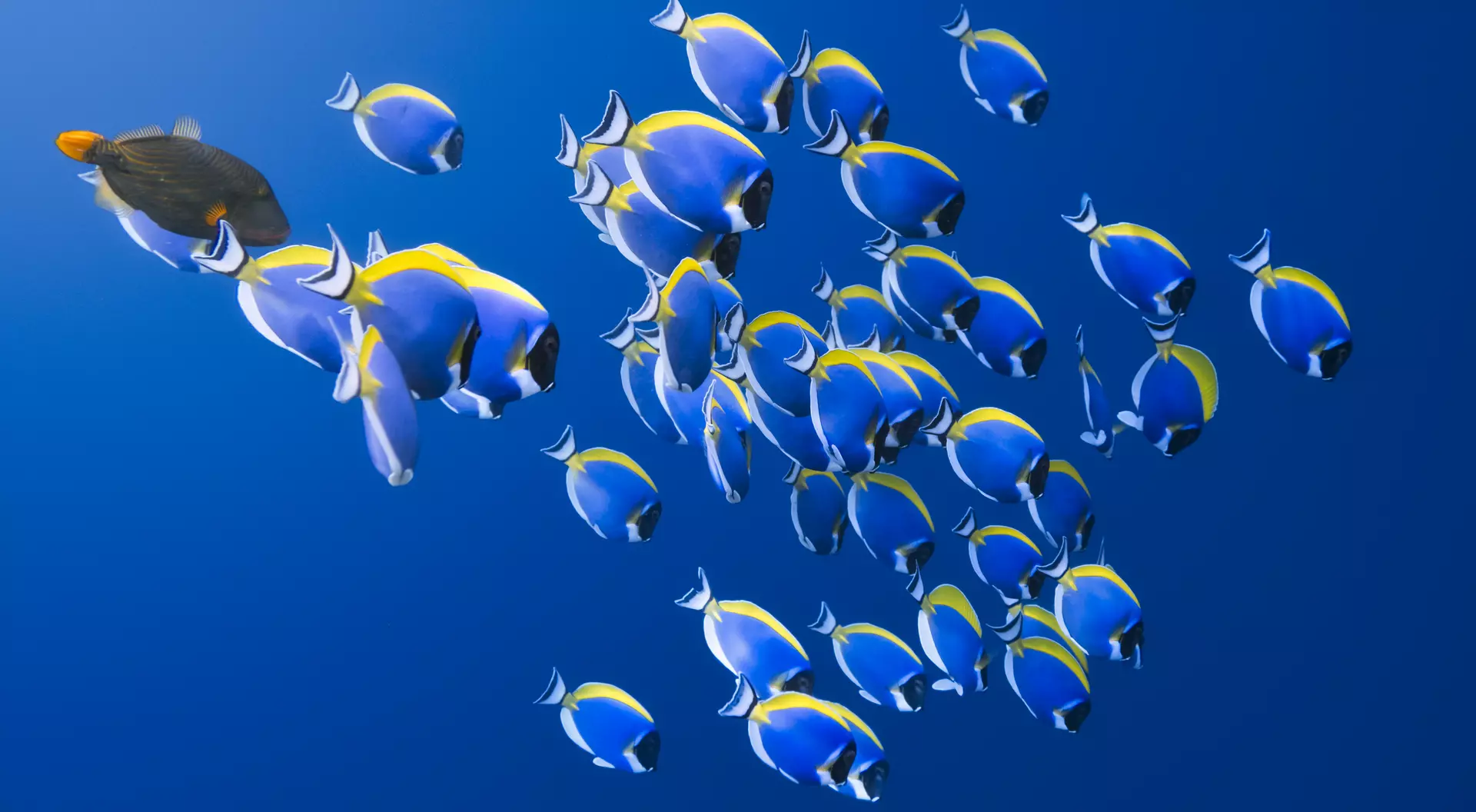 Shoal of powder blue Surgeonfish in the Indian Ocean.