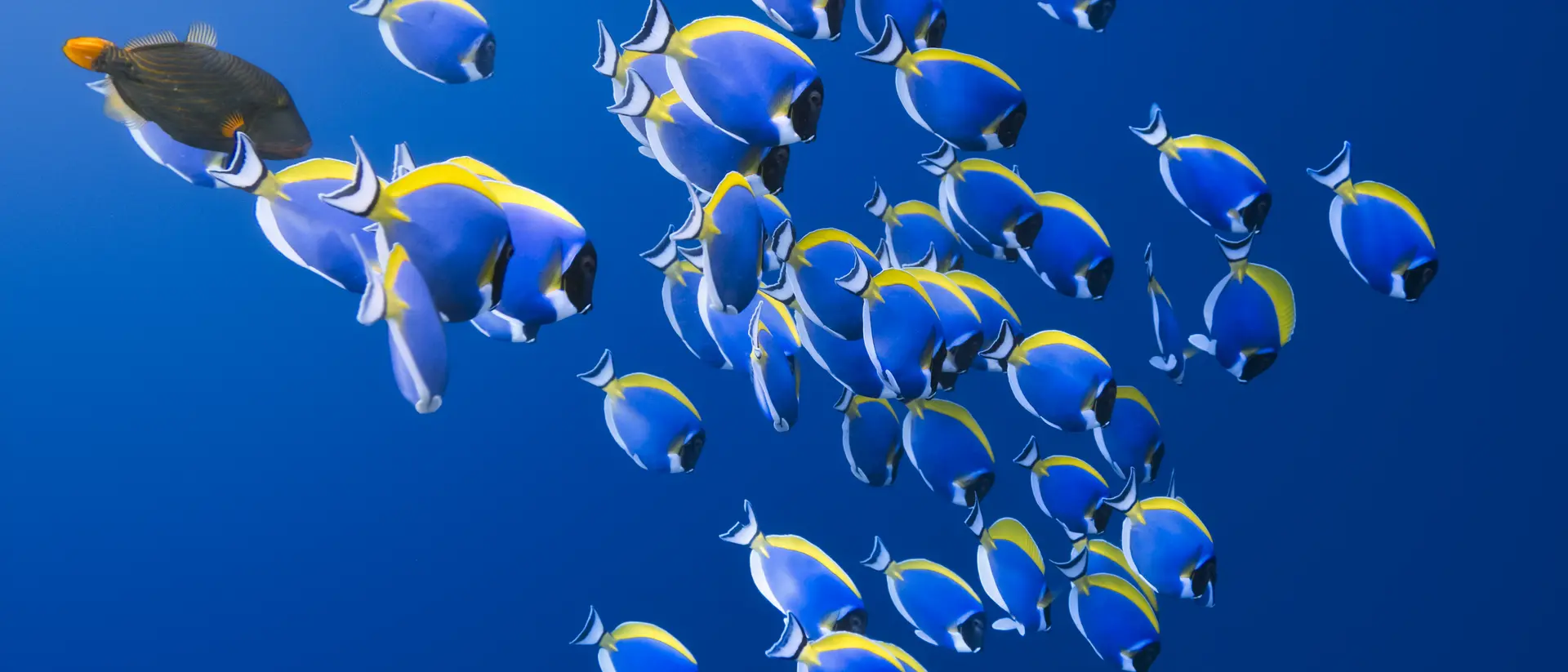 Shoal of powder blue Surgeonfish in the Indian Ocean.
