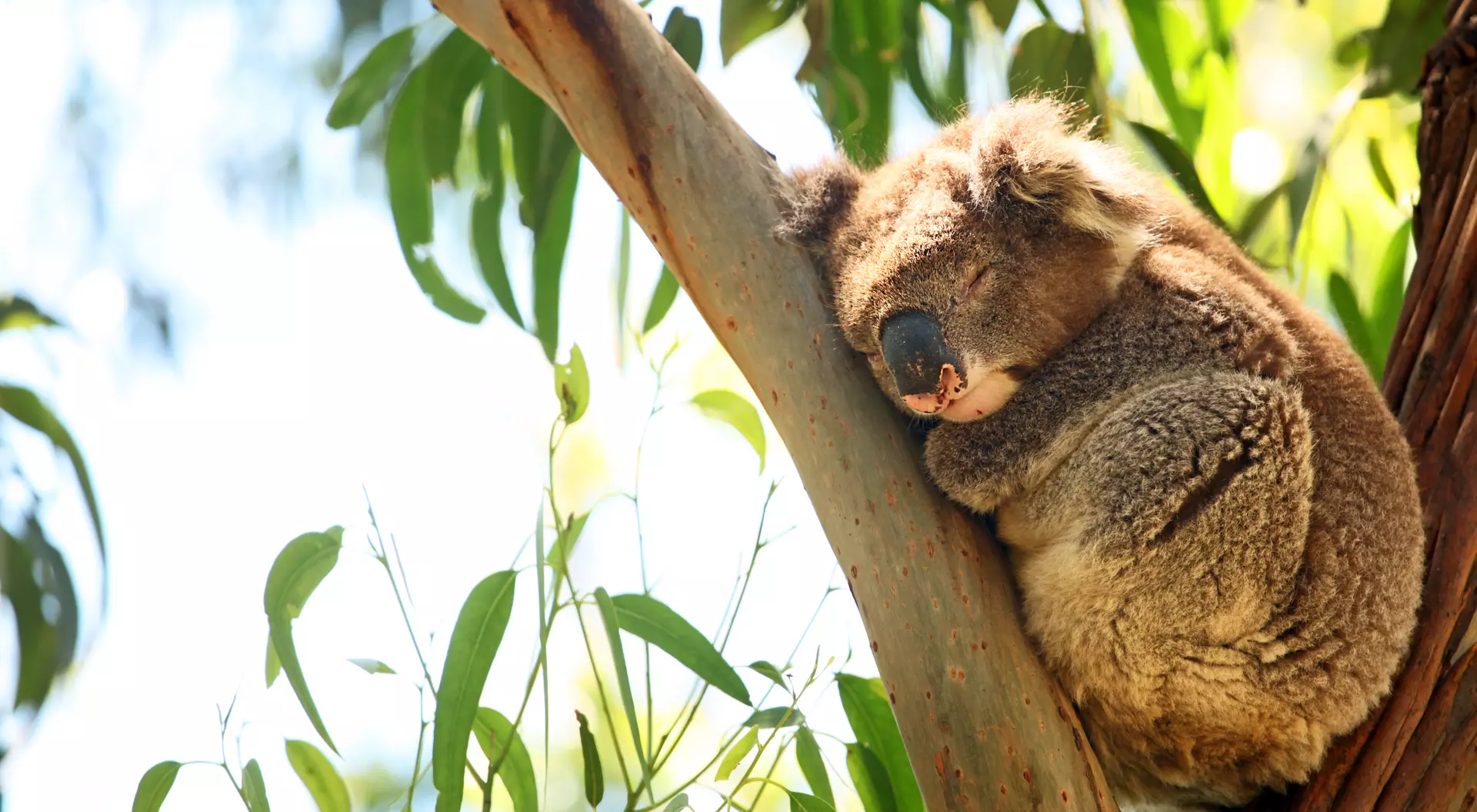 Single wild koala is sleeping as it is laying on the branches of an eucalyptus tree.