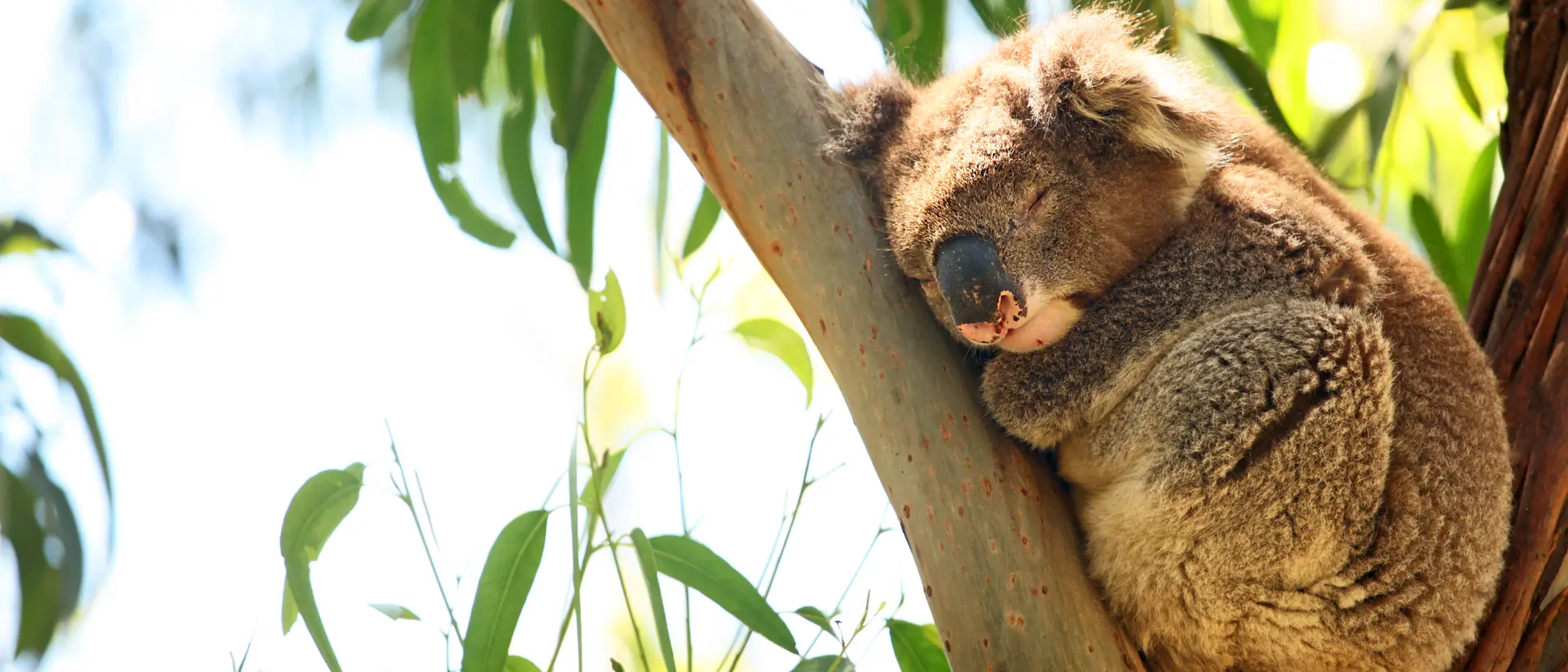 Single wild koala is sleeping as it is laying on the branches of an eucalyptus tree.