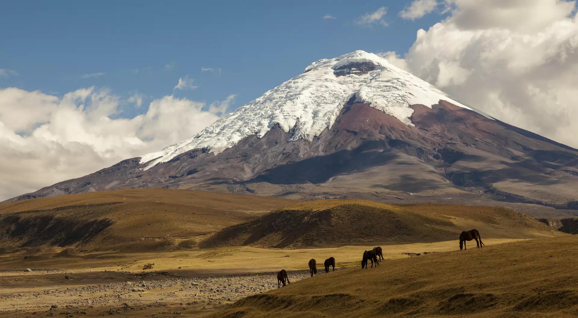 Cotopaxi, an active volcano, at sunset with horses in the foreground
