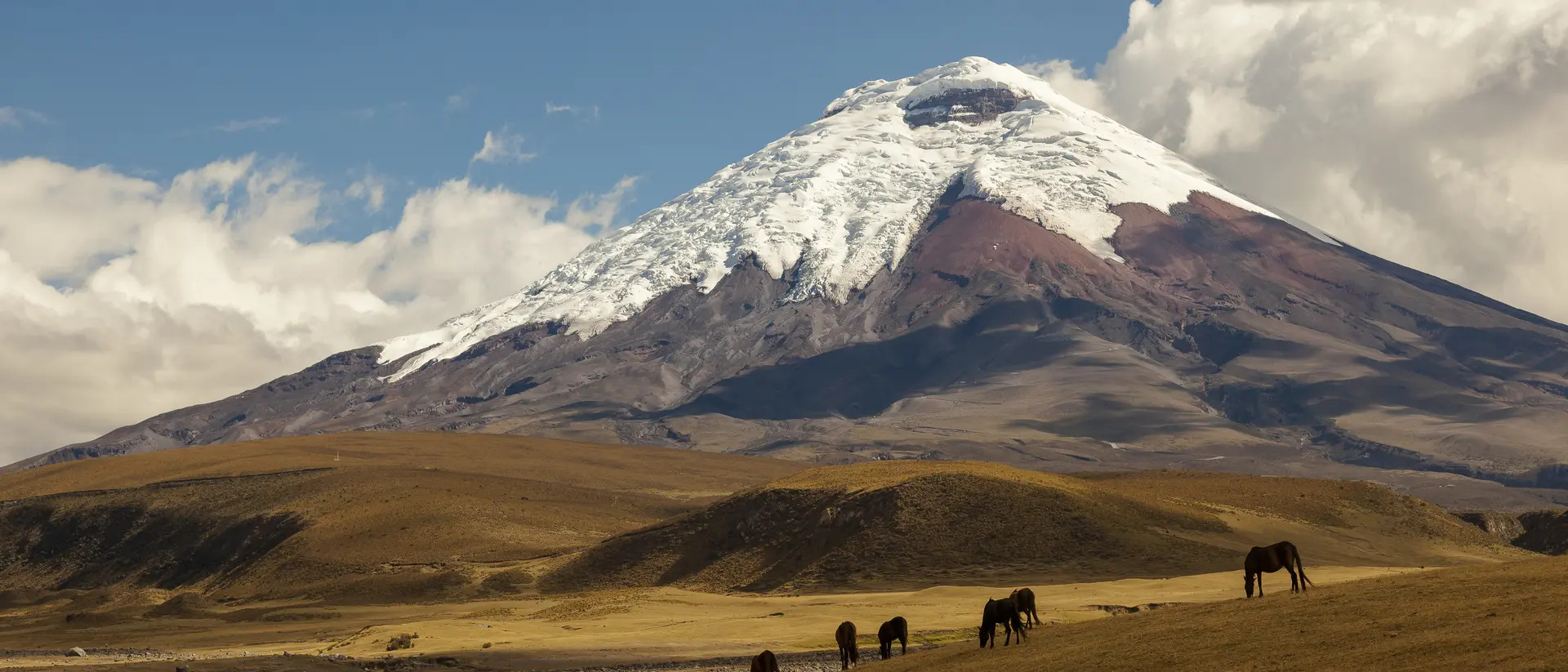 Cotopaxi, an active volcano, at sunset with horses in the foreground