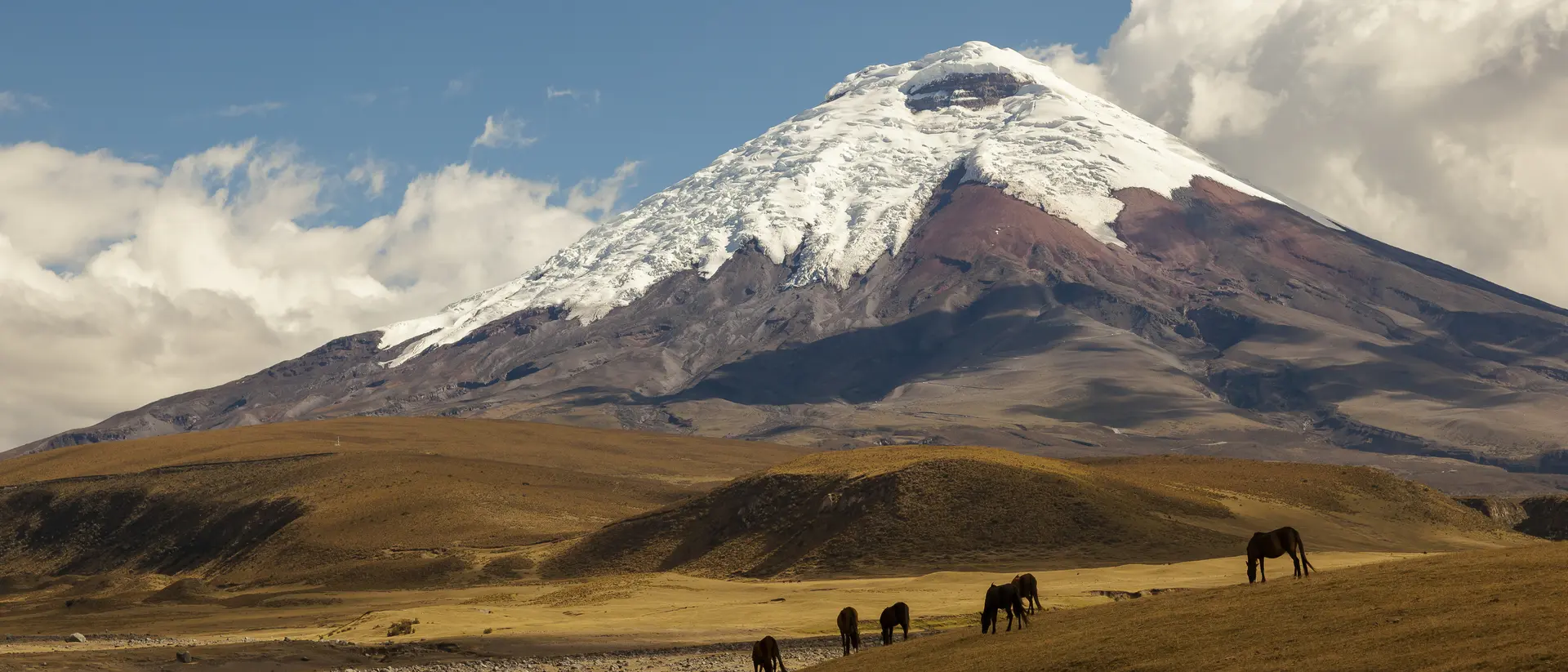 Cotopaxi, an active volcano, at sunset with horses in the foreground