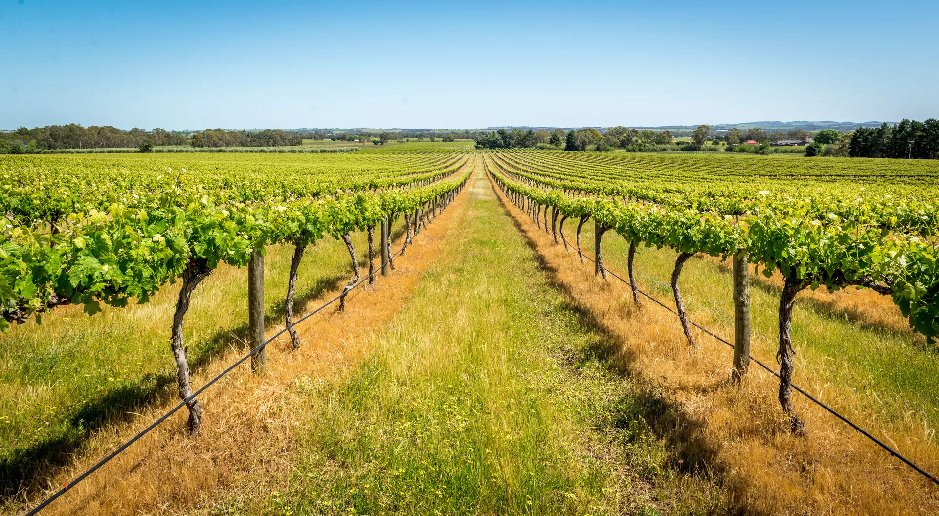 Acres of Vineyards Barossa Valley, Adelaide