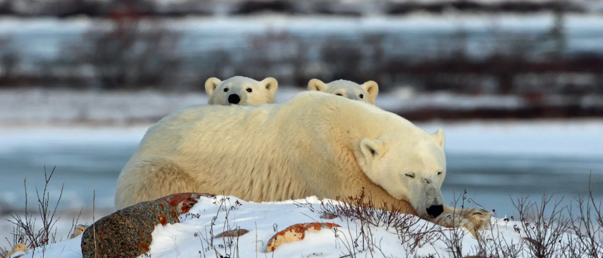 We watched this polar bear for a long time with only one cub visible, finally the second cub raises its head above his mothers shoulders