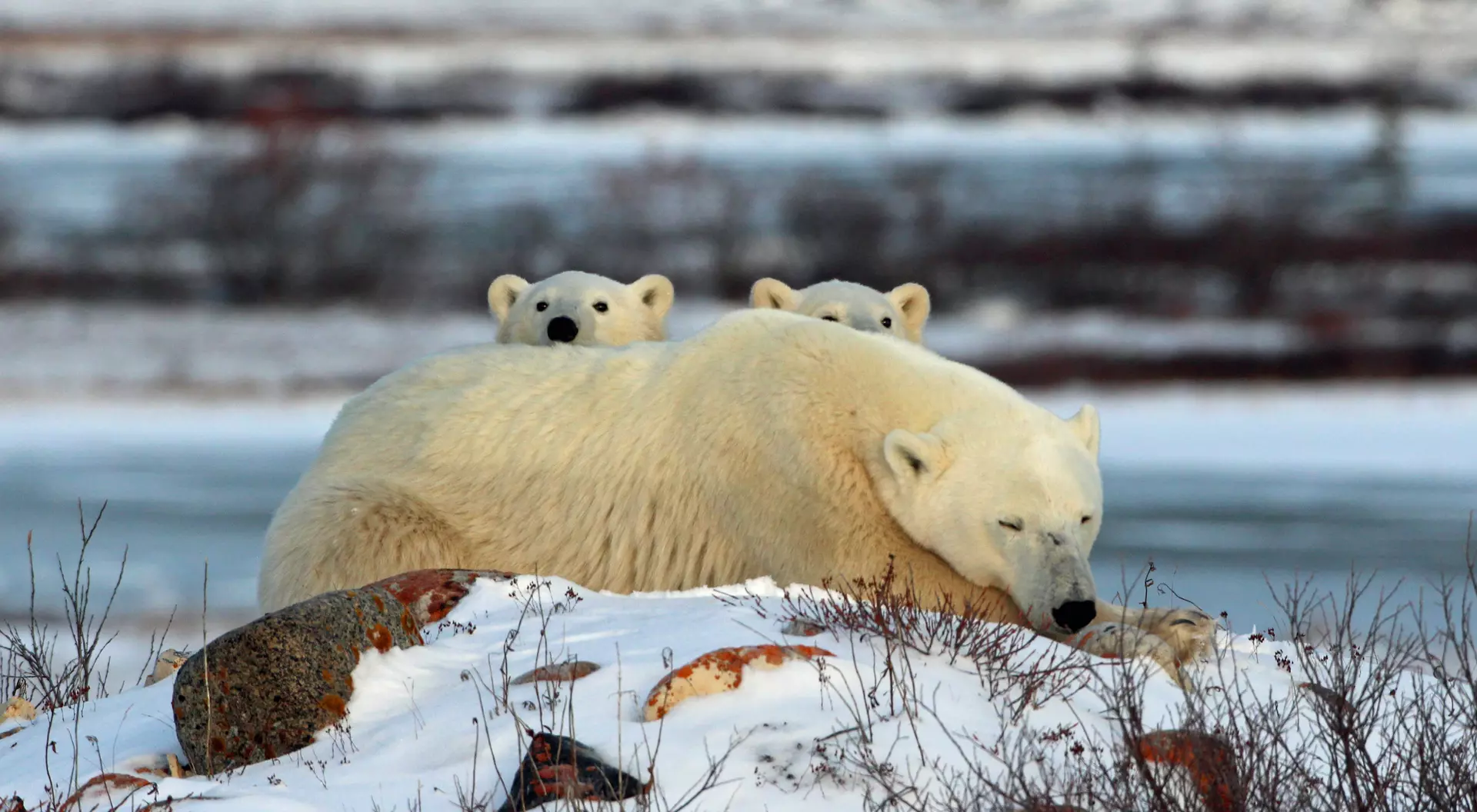 We watched this polar bear for a long time with only one cub visible, finally the second cub raises its head above his mothers shoulders