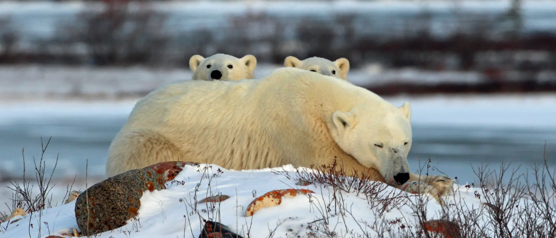 We watched this polar bear for a long time with only one cub visible, finally the second cub raises its head above his mothers shoulders