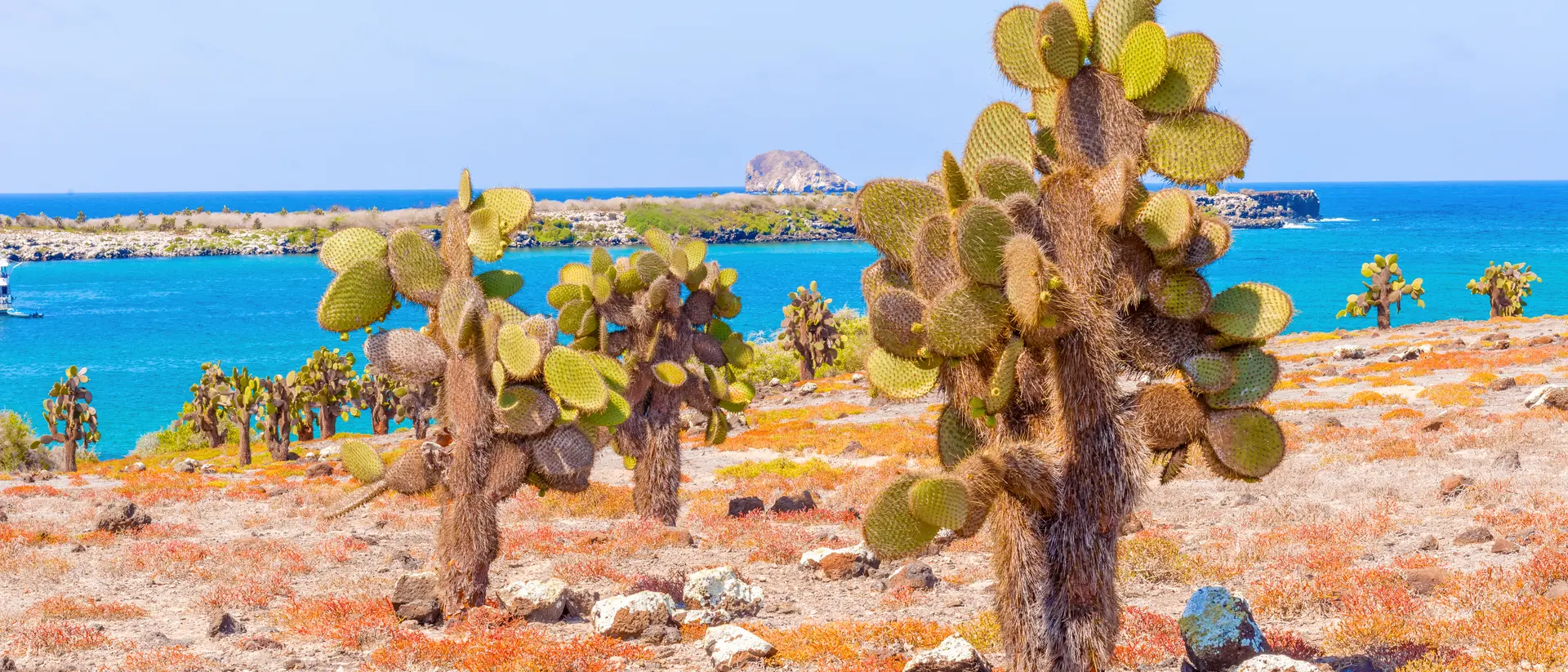Cactus forest and ocean at Galapagos Island of Santa Fe.