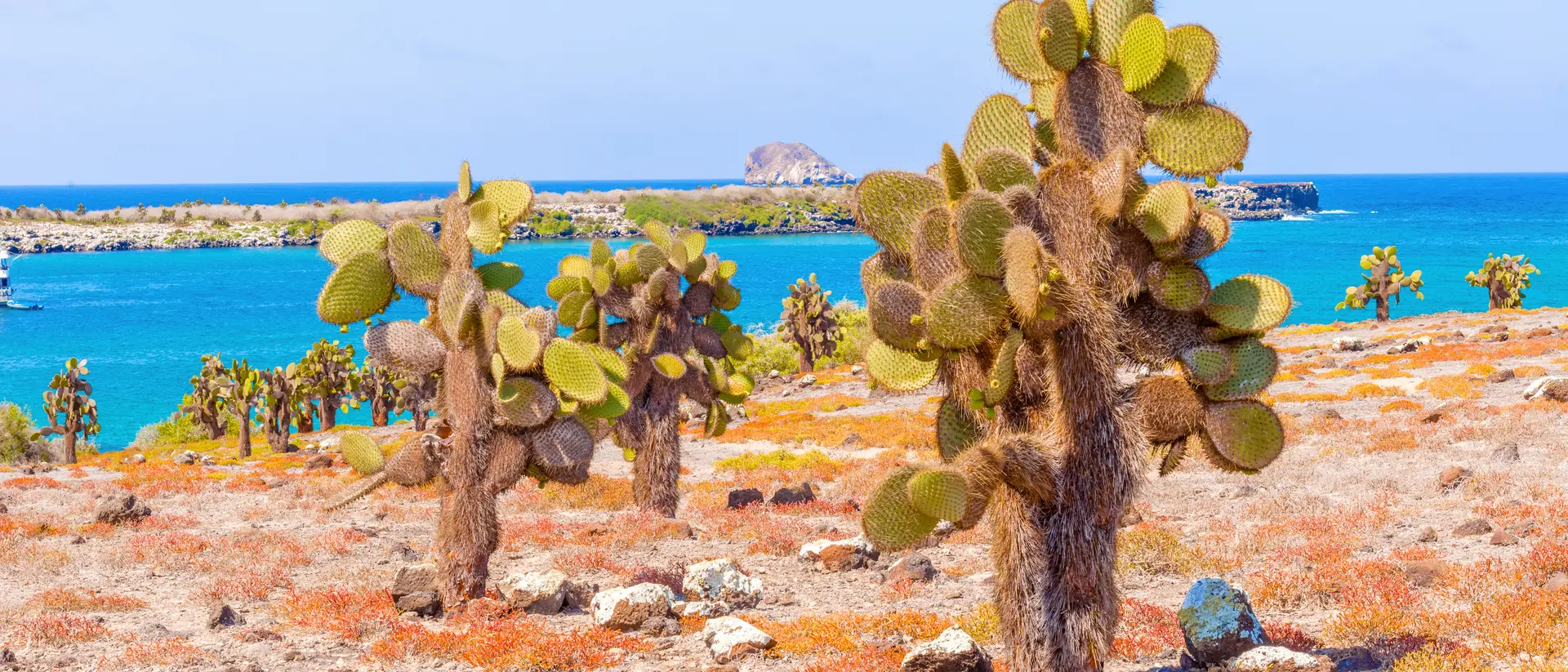 Cactus forest and ocean at Galapagos Island of Santa Fe.
