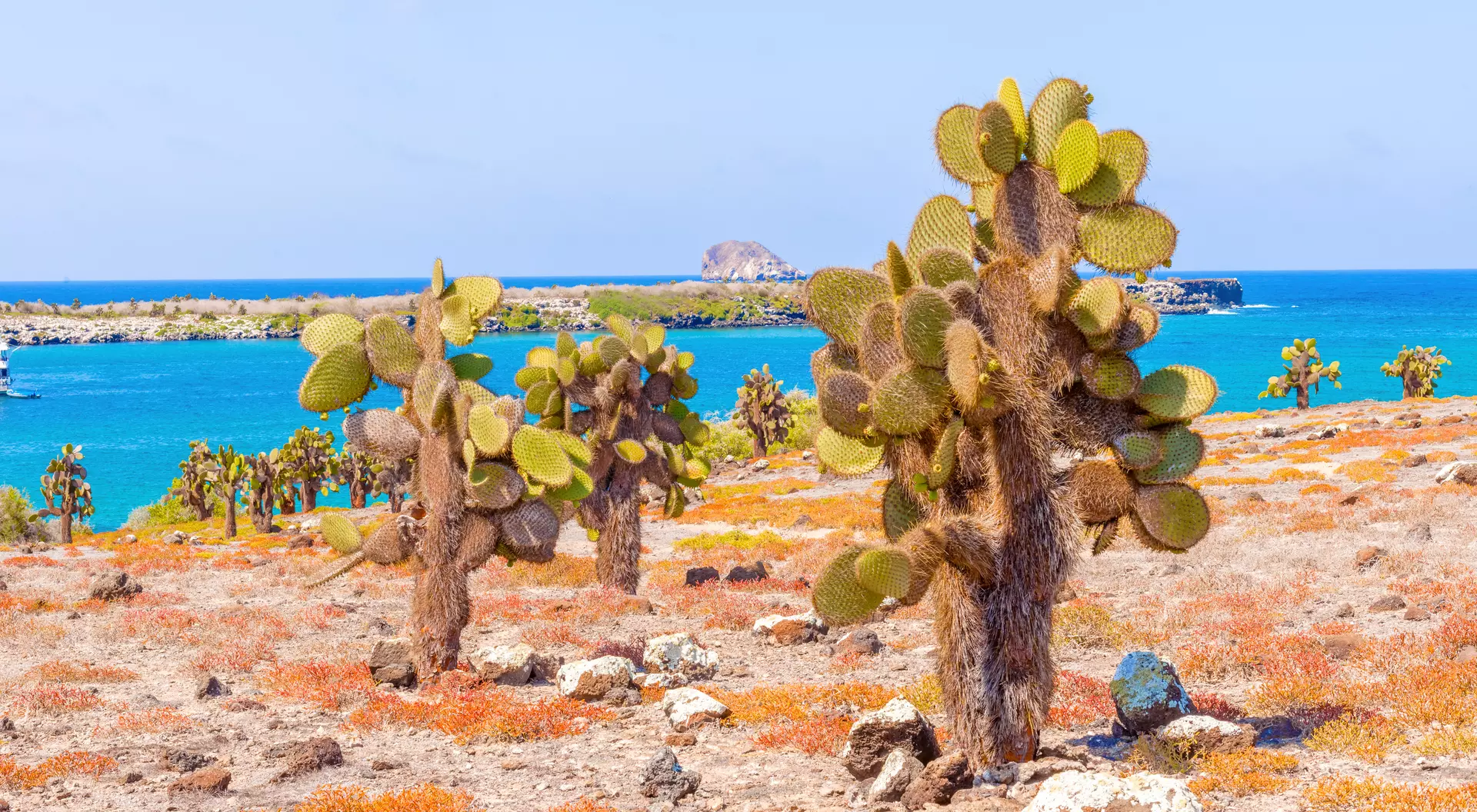 Cactus forest and ocean at Galapagos Island of Santa Fe.