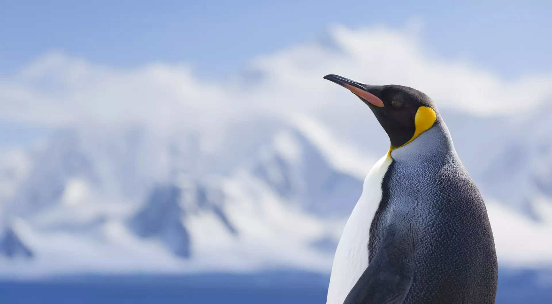 Antarctica King penguin