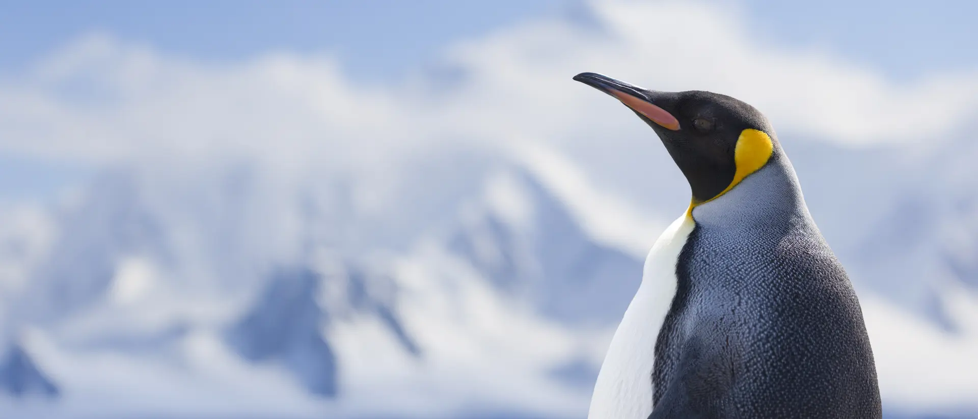 Antarctica King penguin