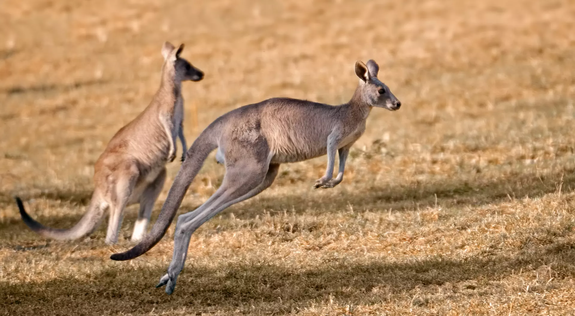 Red kangaroos in nature, one of them is jumping