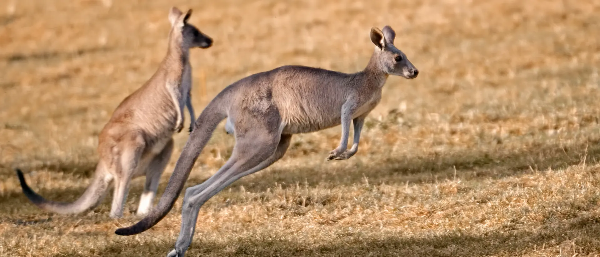 Red kangaroos in nature, one of them is jumping