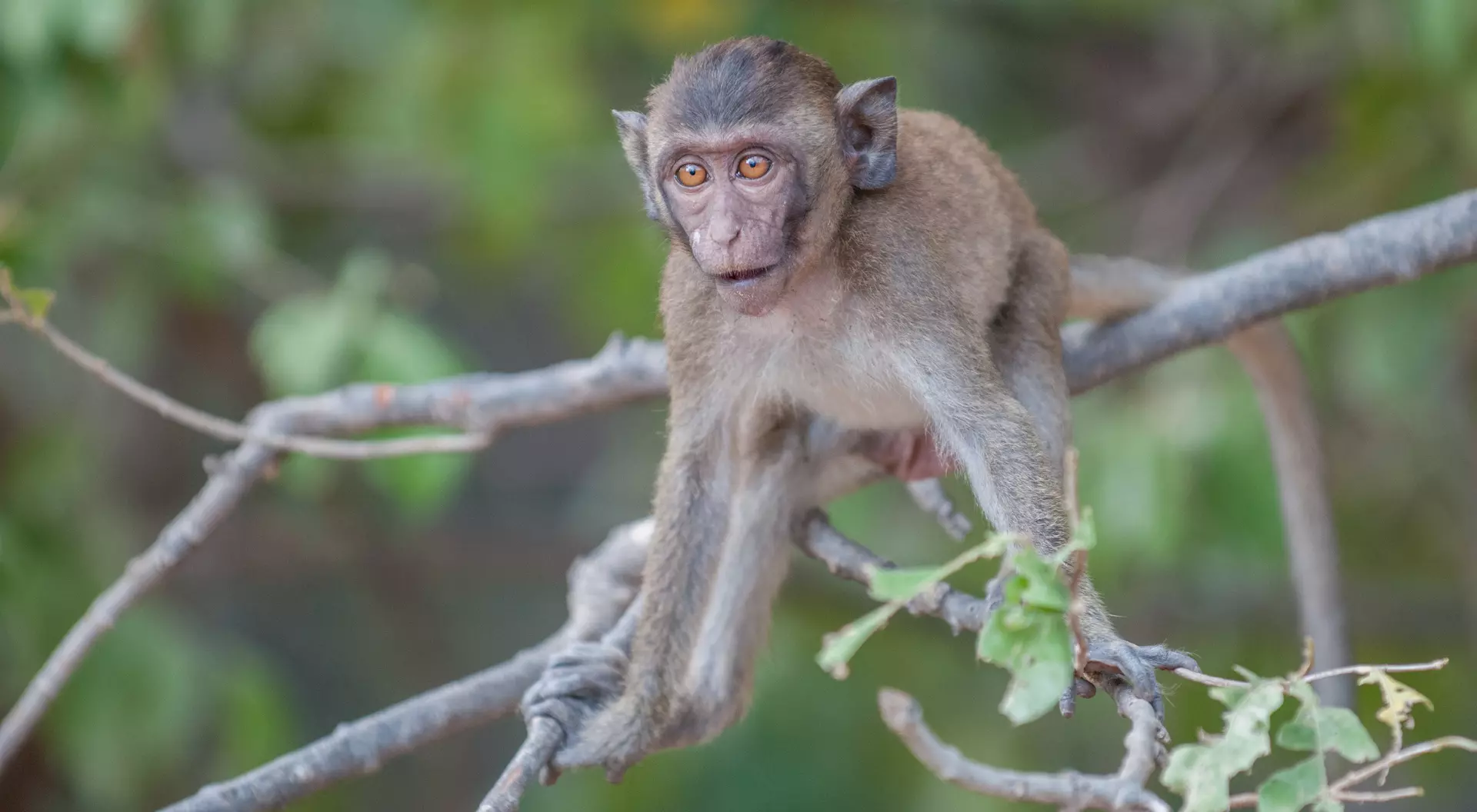 Young macaque monkey