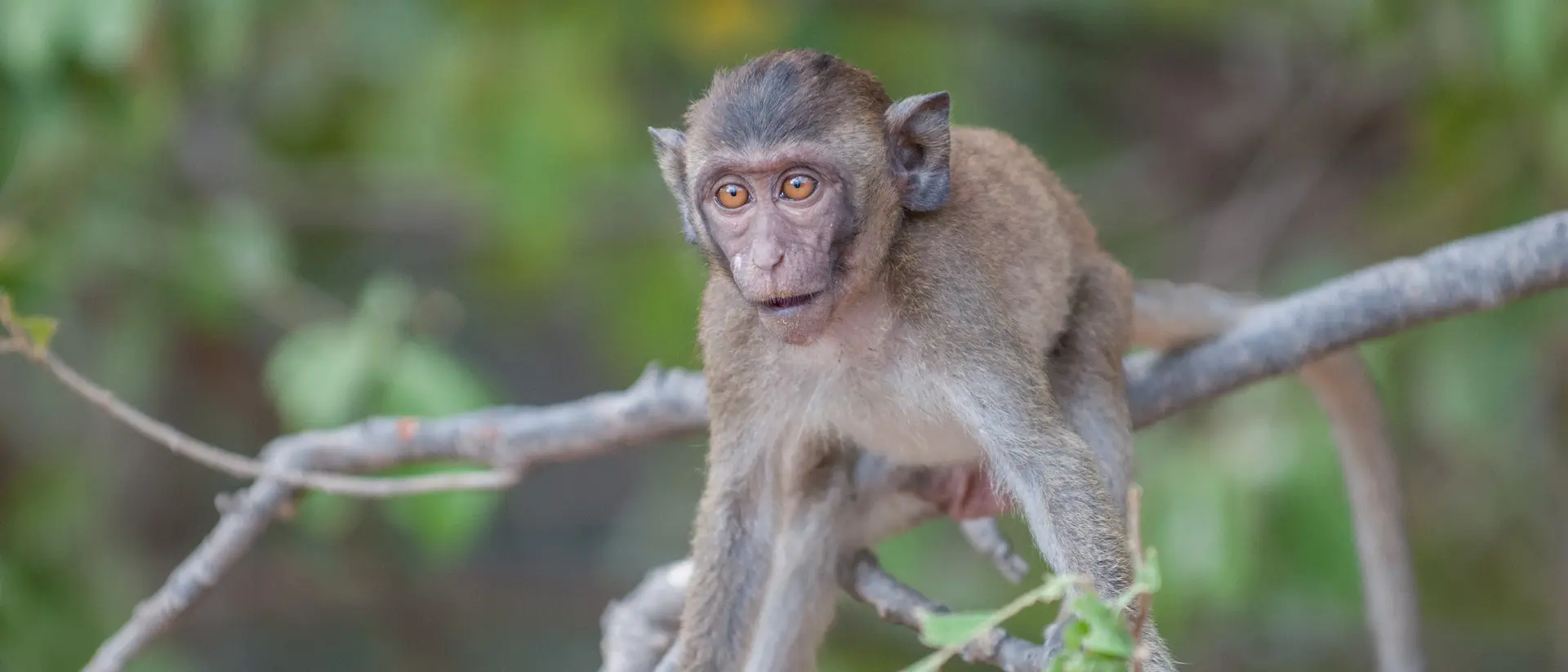 Young macaque monkey