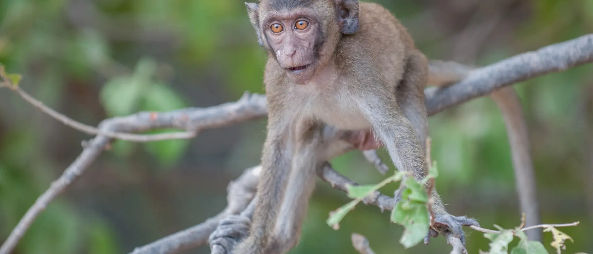 Young macaque monkey