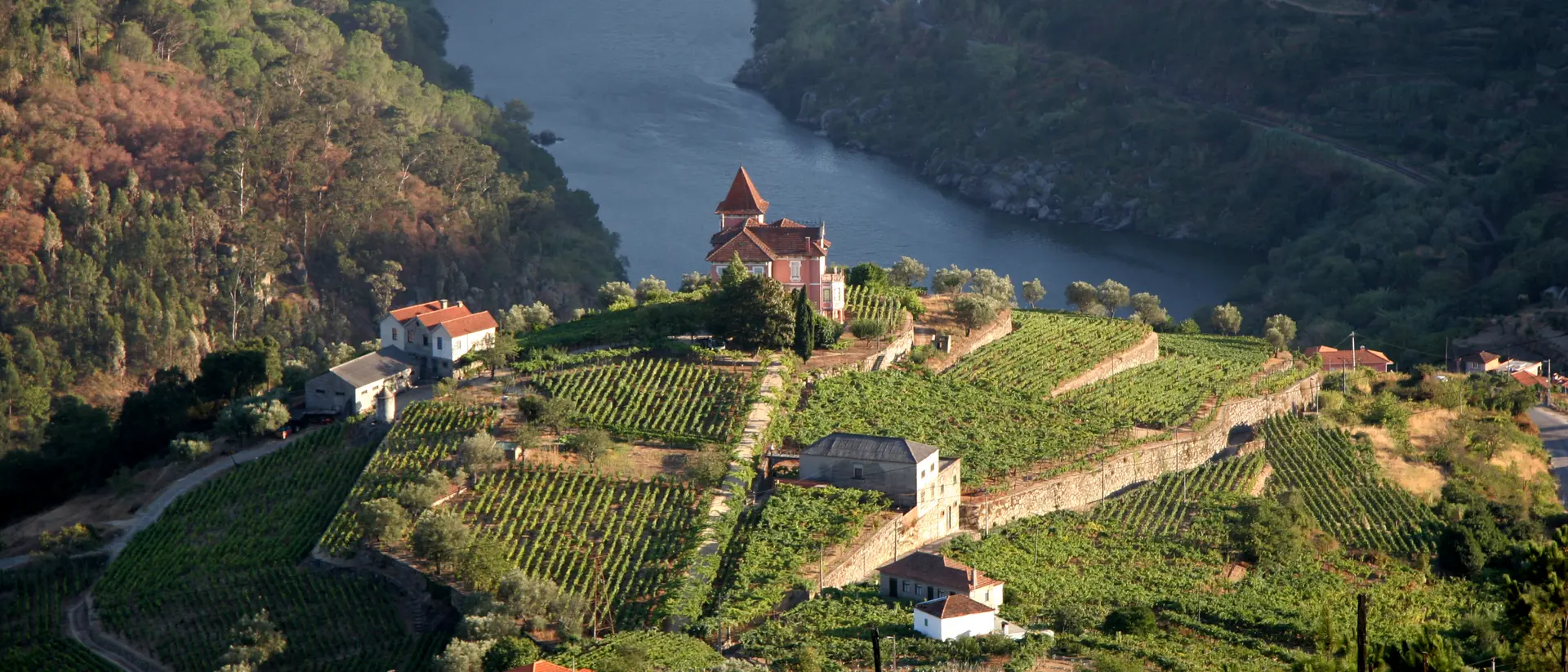 Vineyard in Douro Valley, Portugal