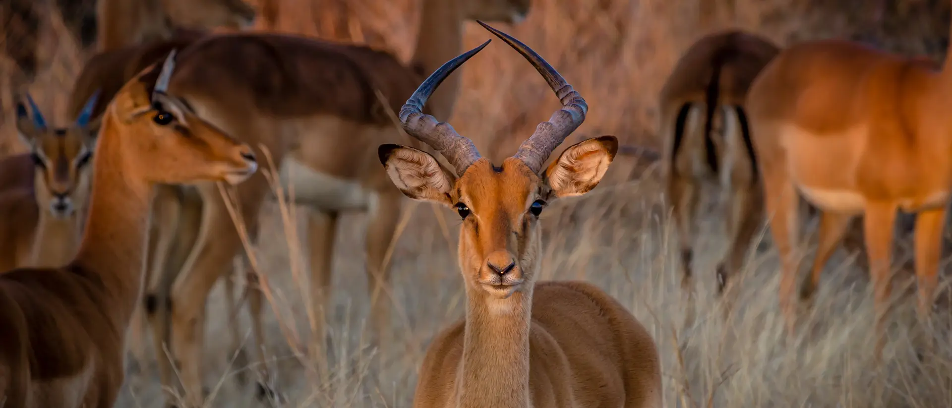 Hwange National Park