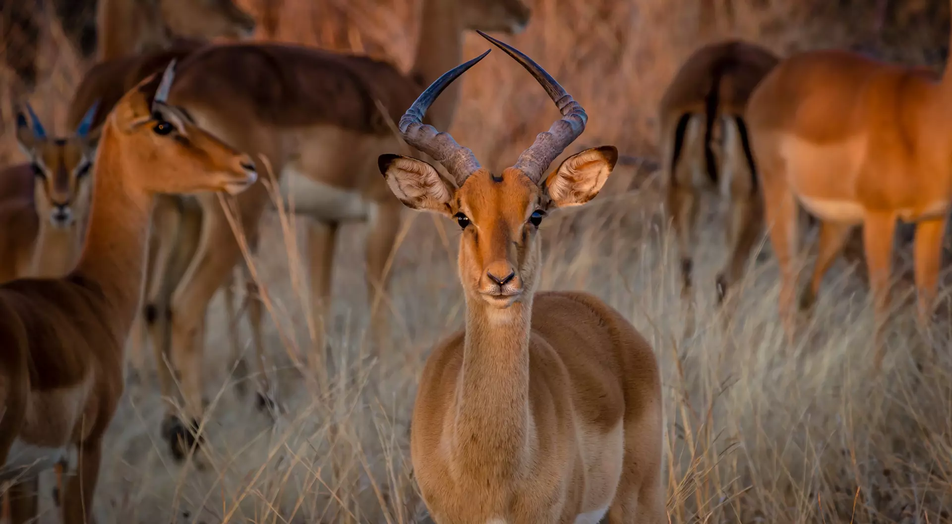 Hwange National Park