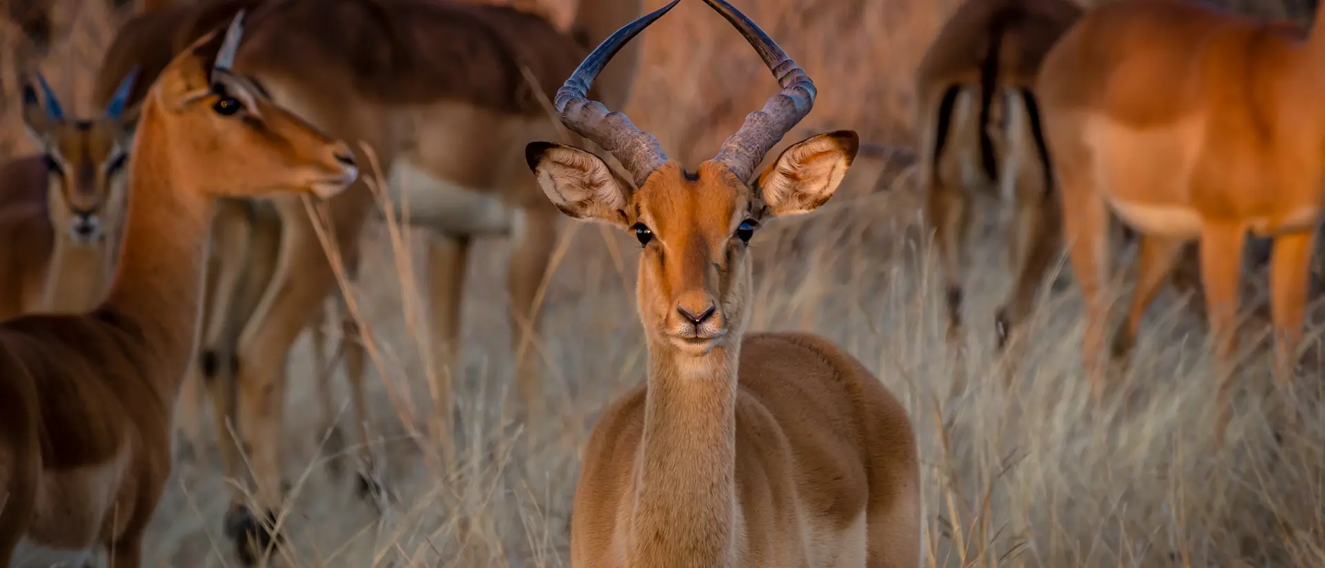 Hwange National Park
