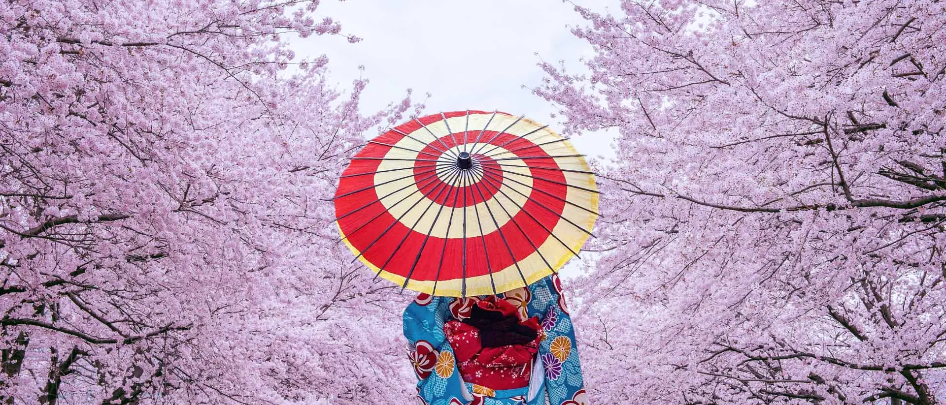 A woman with a parasol and tradition kimono walking through cherry blossoms in Japan