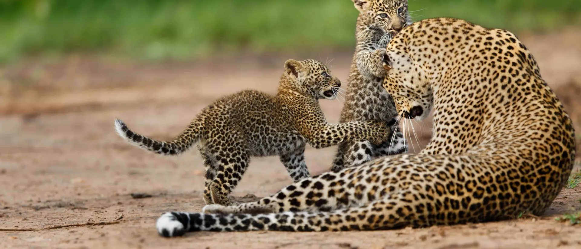 leopard mom with cubs