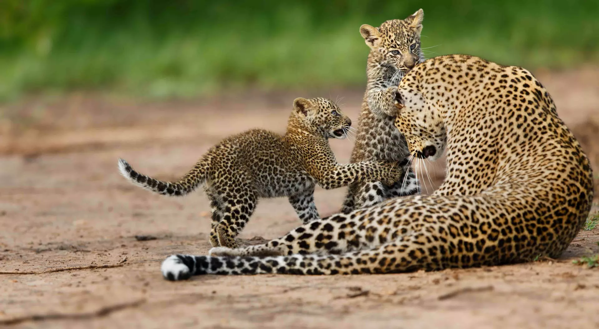 leopard mom with cubs