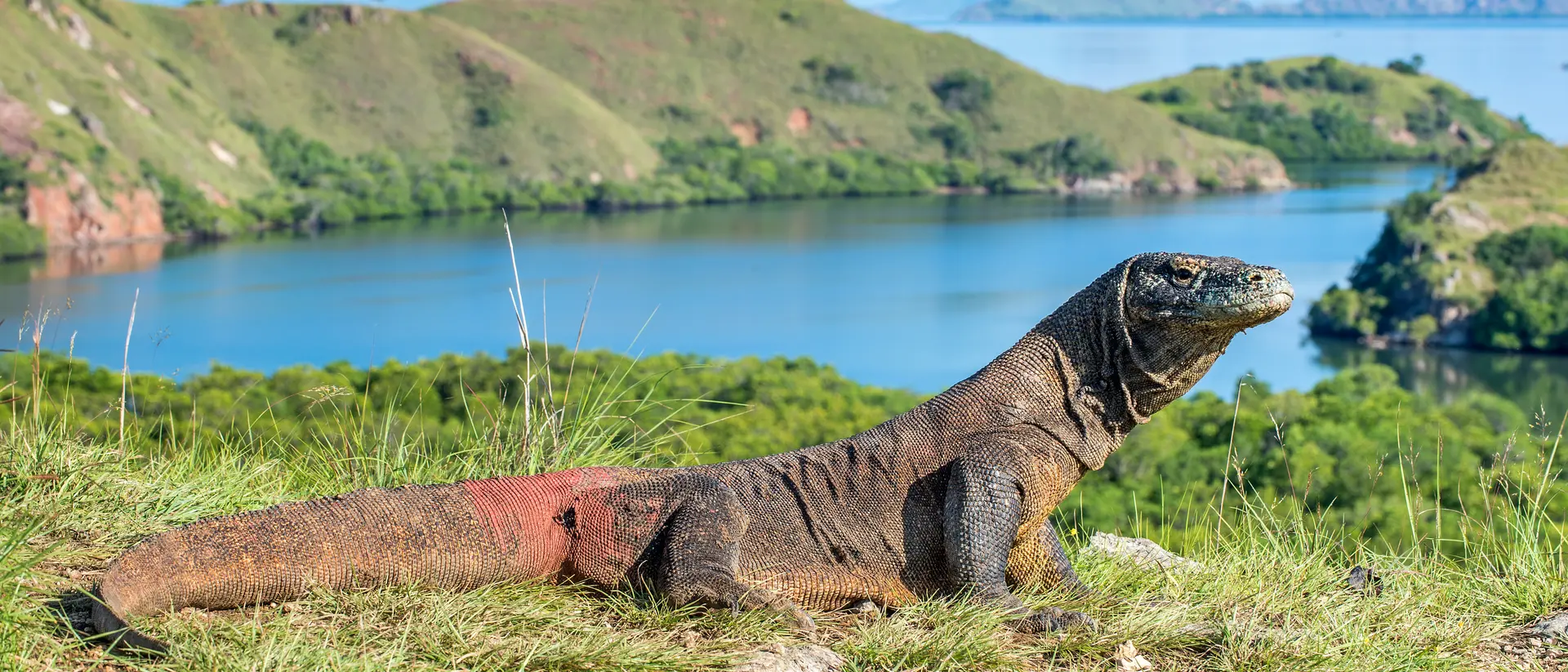 Komodo dragon