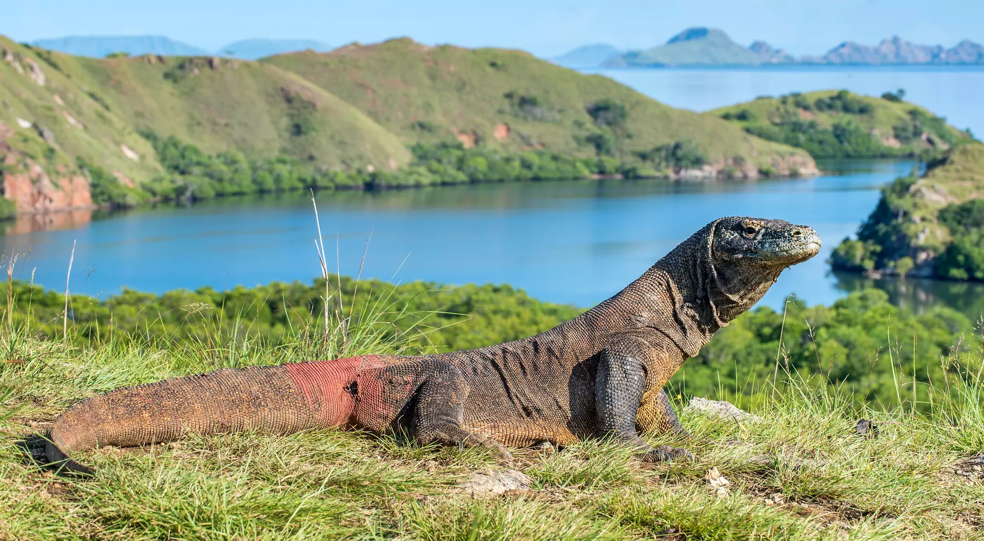Komodo dragon