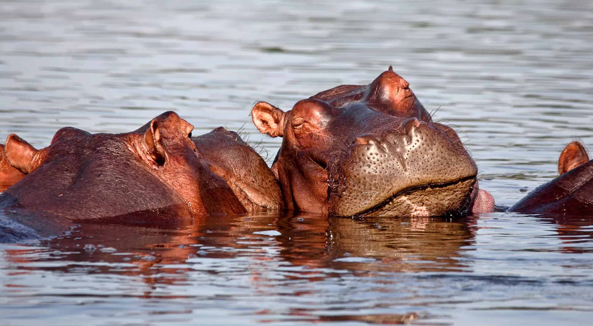 Sleeping hippo in Liwonde National Park