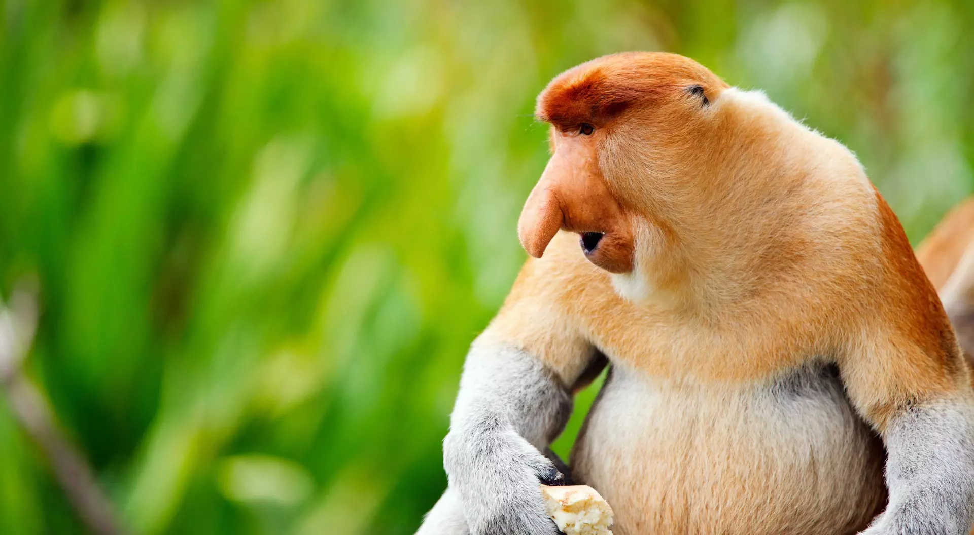 Proboscis monkey endemic of Borneo island in Malaysia.