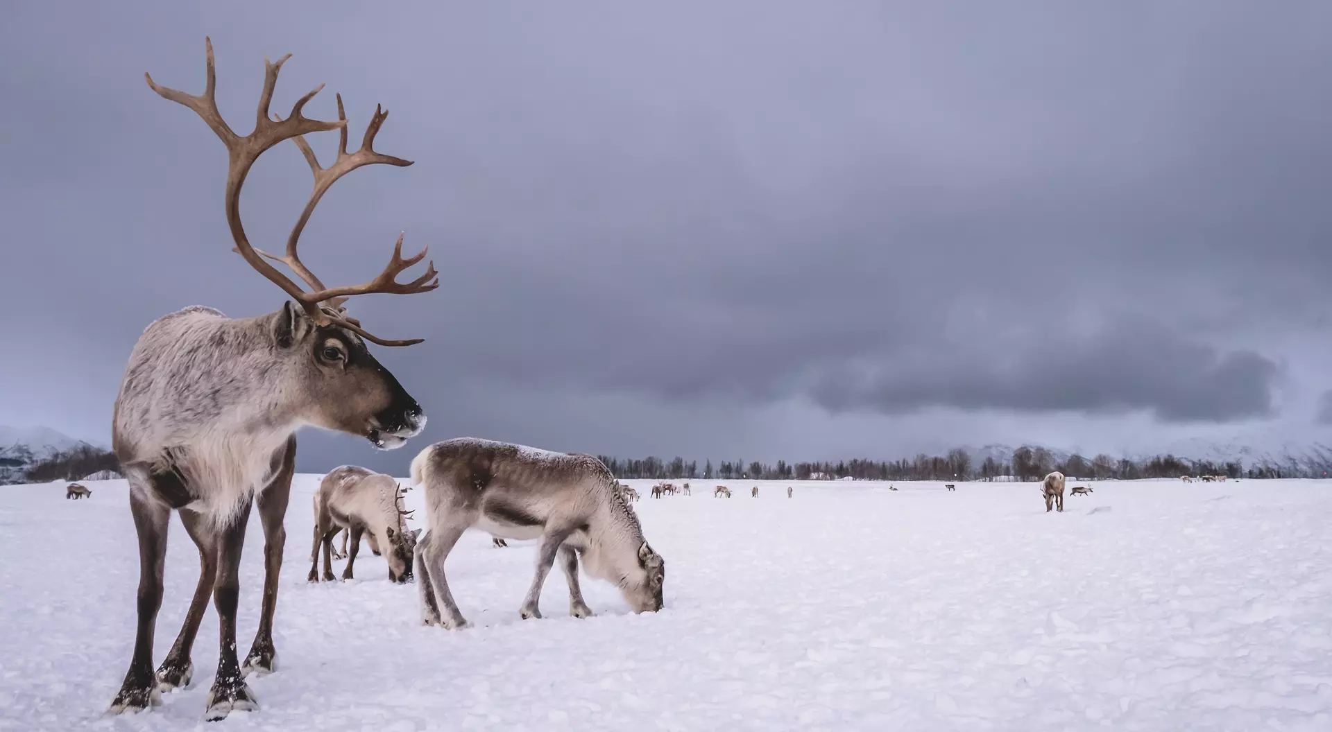 Reindeer in snow, Tromso region, Northern Norway.