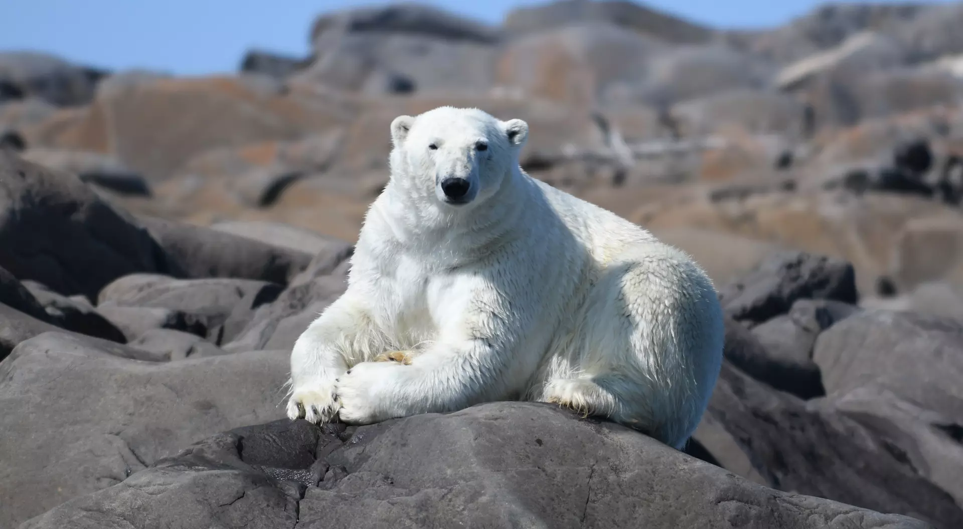 Summer polar bears in Churchill - the polar bear capital of the world