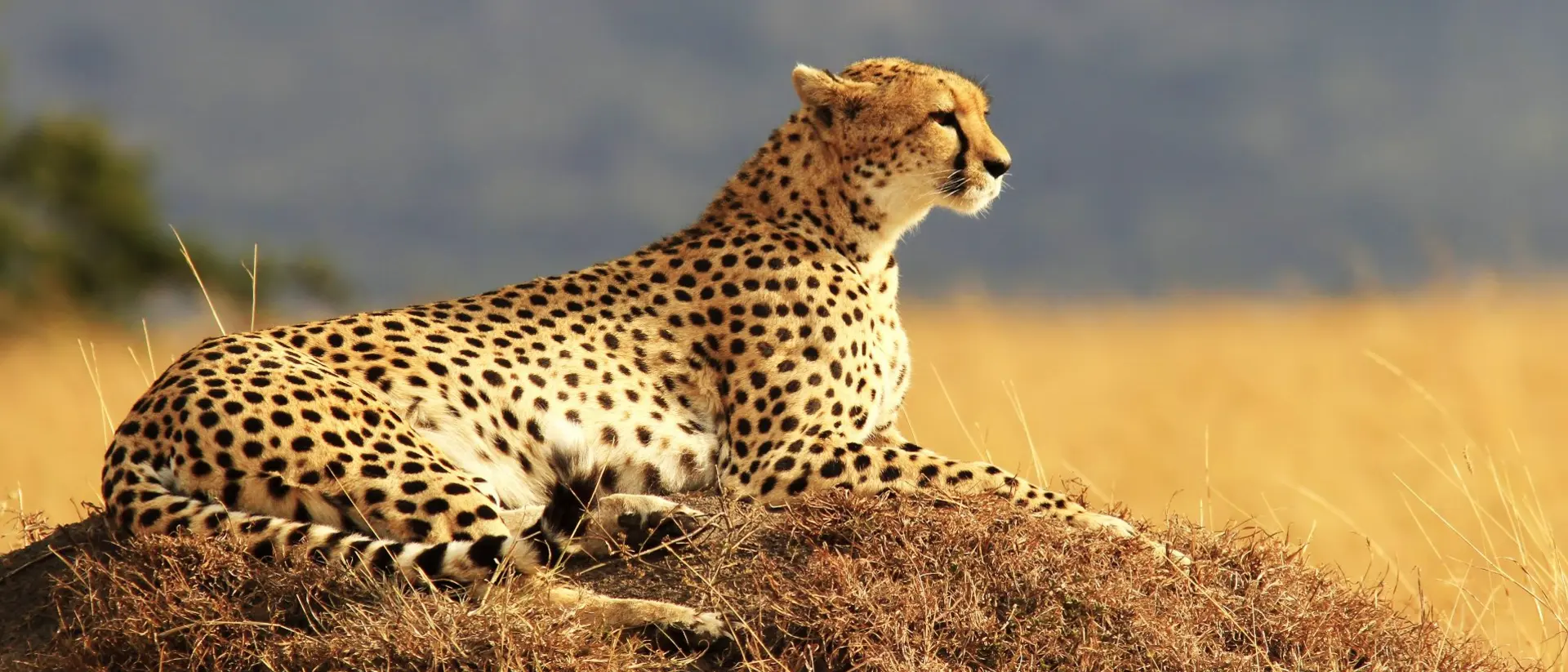 A cheetah and cub in the Masai Mara.